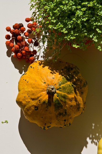Free Pumpkin Decorative photo and picture