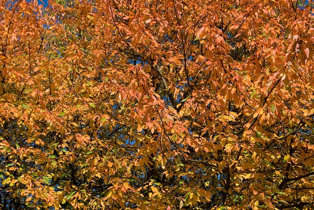Free Yellow Orange photo and picture