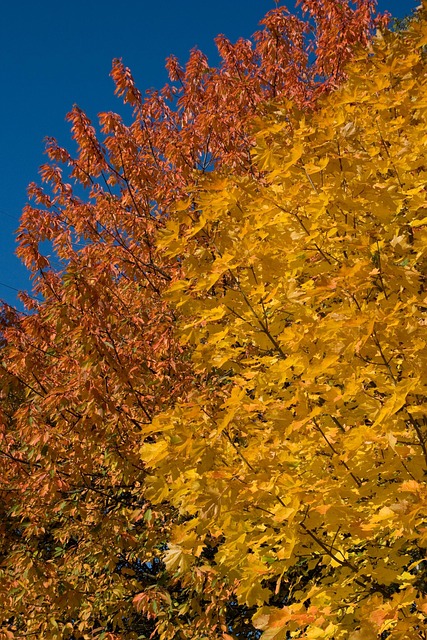 Free Yellow Orange photo and picture