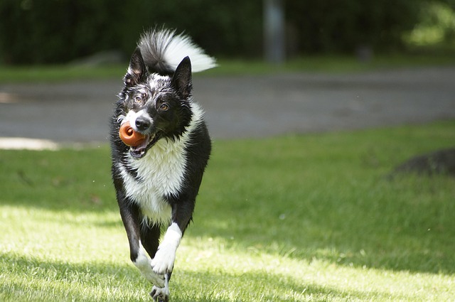 Free Dog Wet photo and picture
