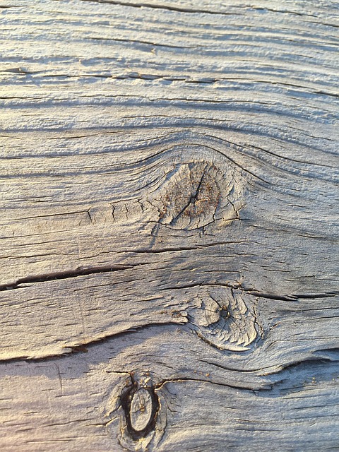 Free Bark Tree photo and picture