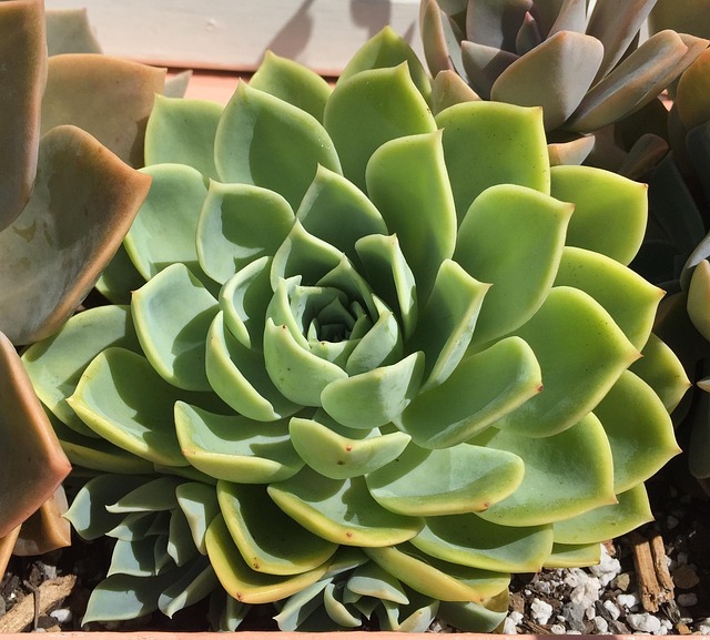 Free Succulent Desert photo and picture