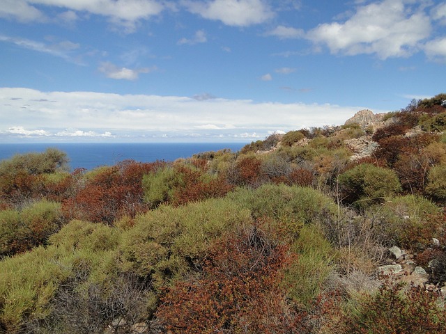 Free Corsica Macchia photo and picture