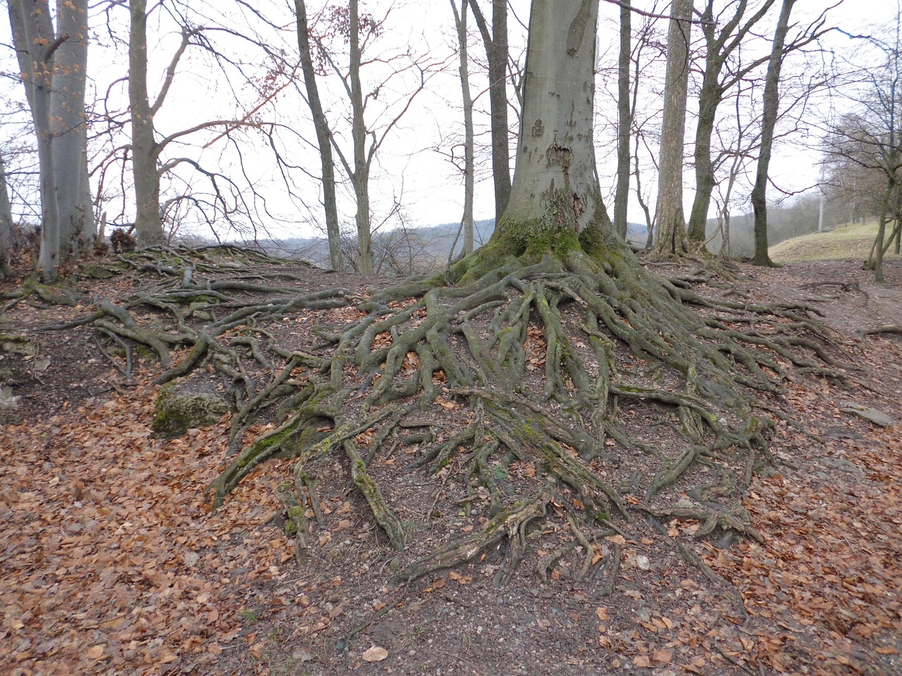 Farewell Forest Root - Free photo on Pixabay