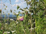 native, wild flowers, lake