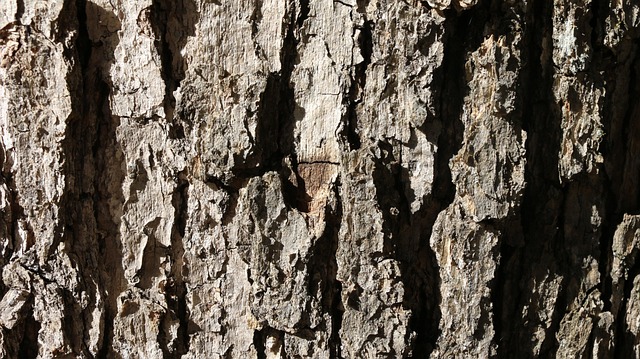 Bellen, Texturen, Baum, Holz, Muster