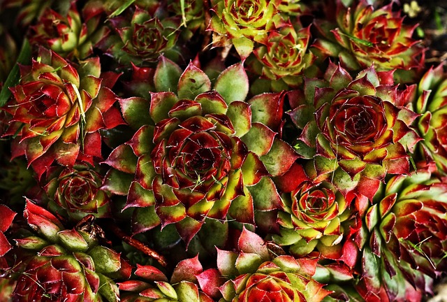 Free Plant Succulents photo and picture
