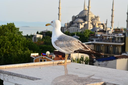 Måge, Blå Moské, Istanbul