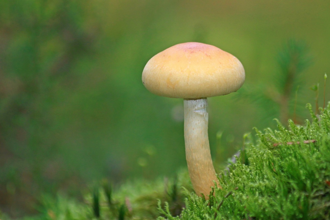 Giftige Pilze im Herbstwald – gefährlich für Hunde