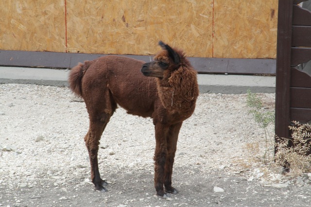 Free Lama Animal photo and picture