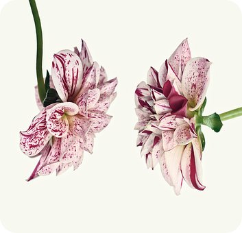 Dalia, Hermosas Flores