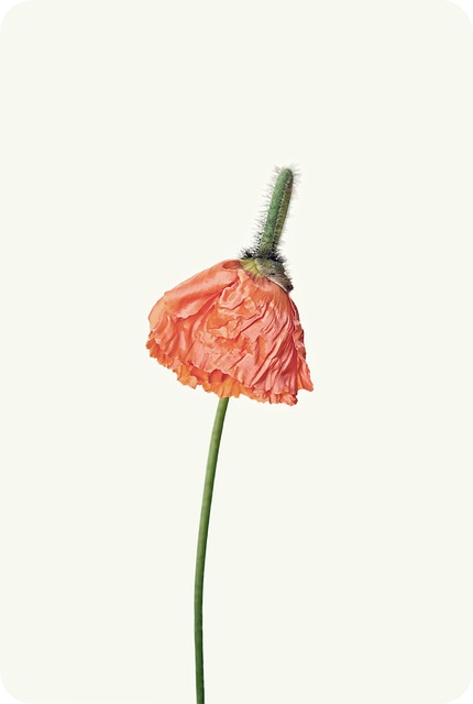 Amapola, Naranja, Flor, Hermosas Flores