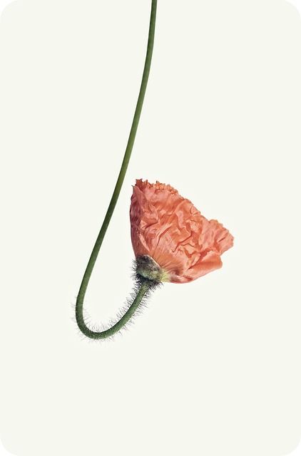 Amapola, Flor, Hermosas Flores