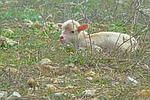 lamb, animal, schäfchen