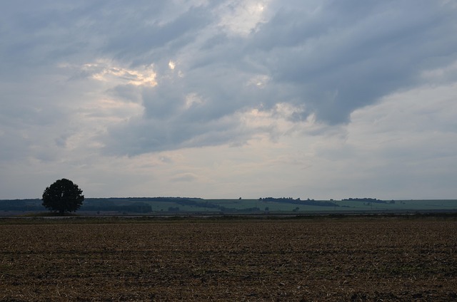 Free Lonely Tree Field photo and picture