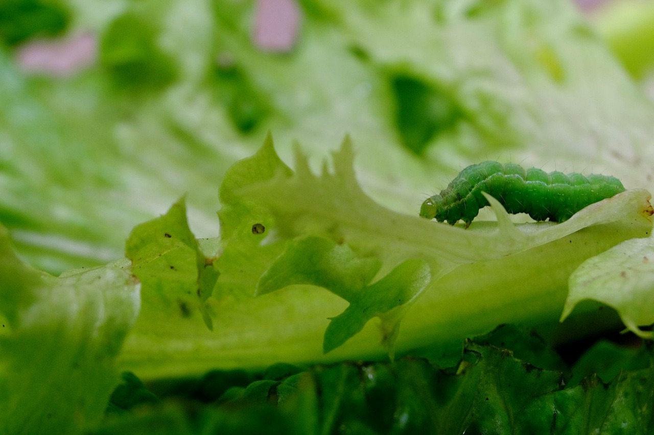 caterpillar-green-insect-lettuce-free-photo-on-pixabay