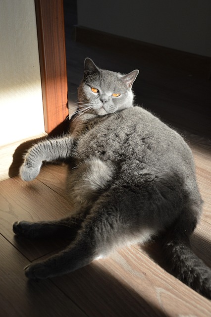 Free Cat Pet photo and picture