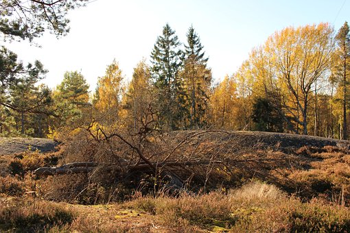 Free Autumn Colors Forest photo and picture