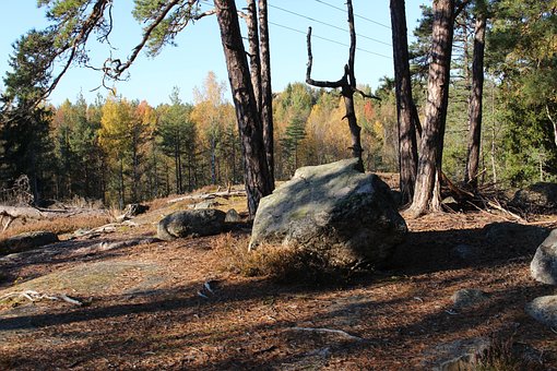 Free Forest Stone photo and picture