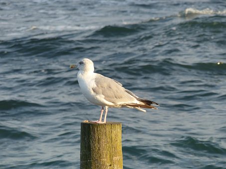 Free Sea Water photo and picture