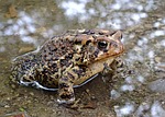 toad, brown, speckled