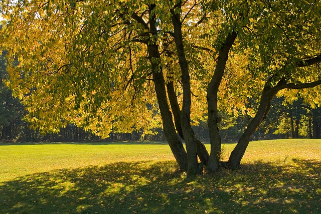 Free Autumn Tree Cherry photo and picture