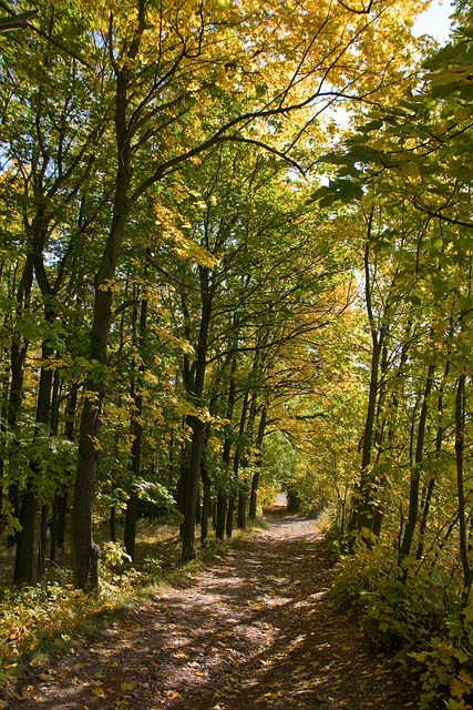 Free Trail In The Forest Path photo and picture