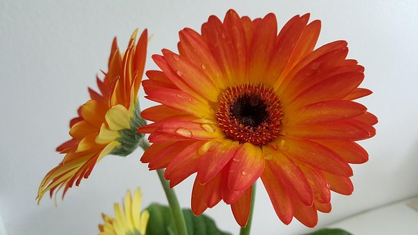 Free Gerbera Orange photo and picture