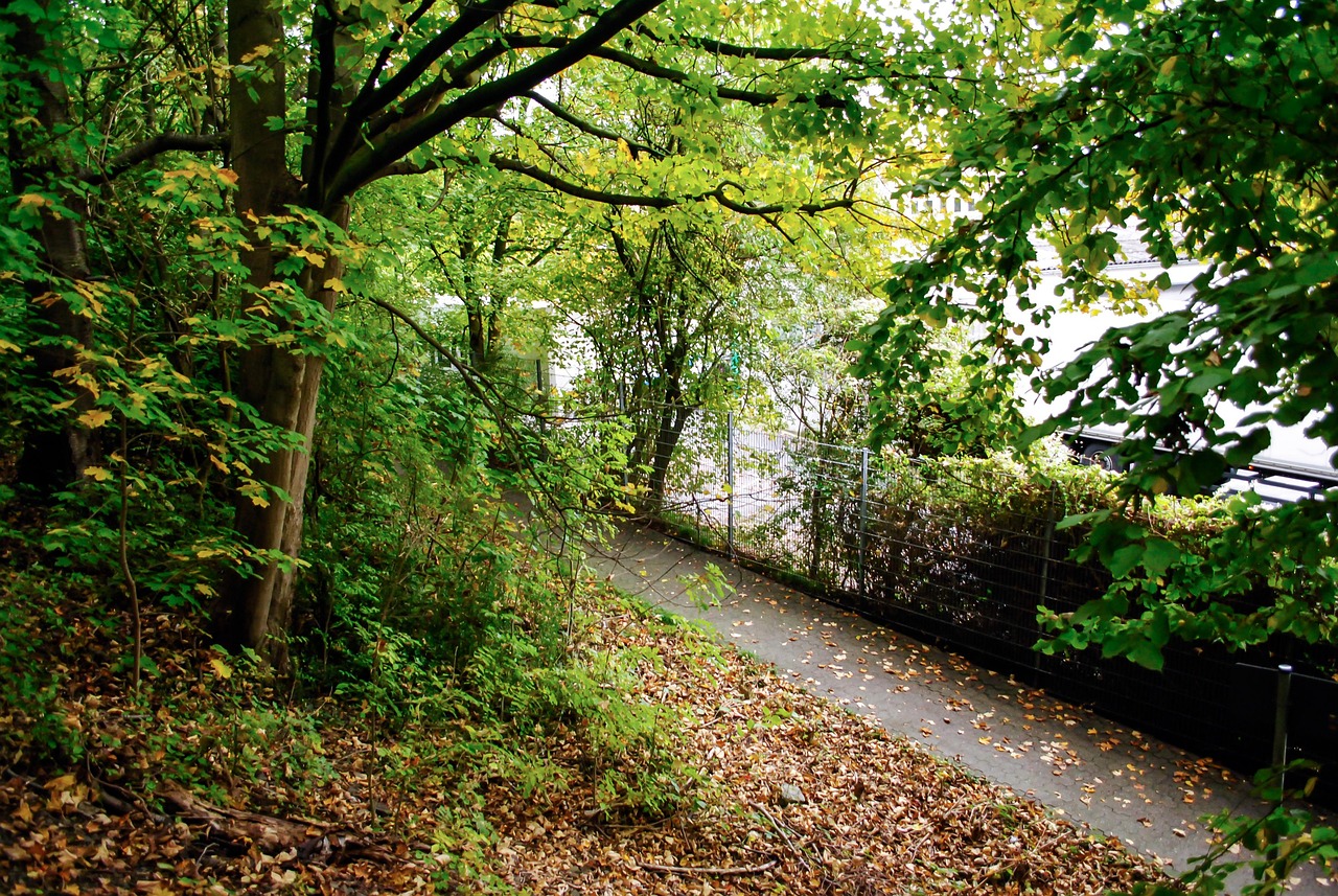 La Nature Forêt Chemin - Photo gratuite sur Pixabay - Pixabay