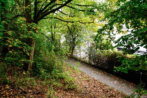Natur, Wald, Weg, Laub, Herbst, Baum