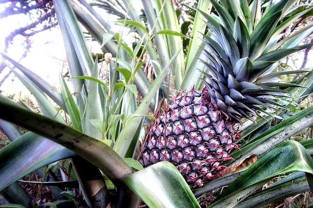 Hoja Fruta Piña - Foto gratis en Pixabay - Pixabay