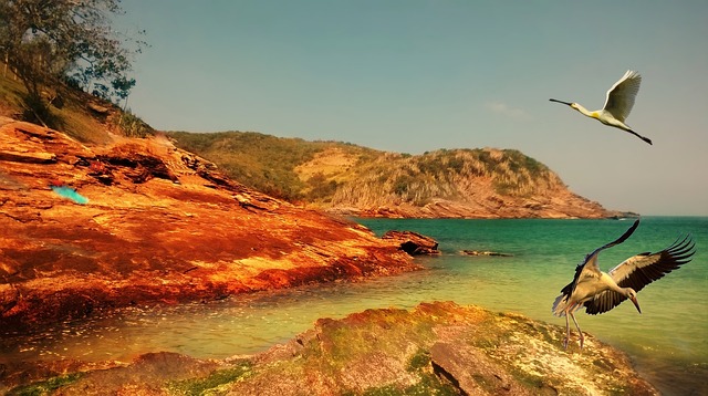 Mare, Insula, Ocean, Păsări, Heron