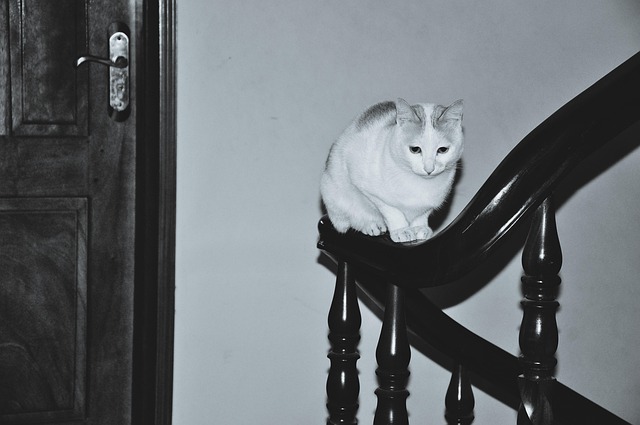 Free Cat Handrail photo and picture