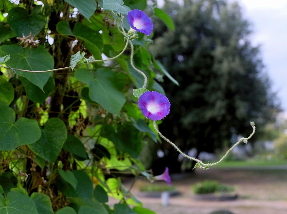climber-plant-992683_960_720.jpg