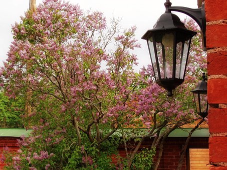 Free Flashlight Lilac photo and picture