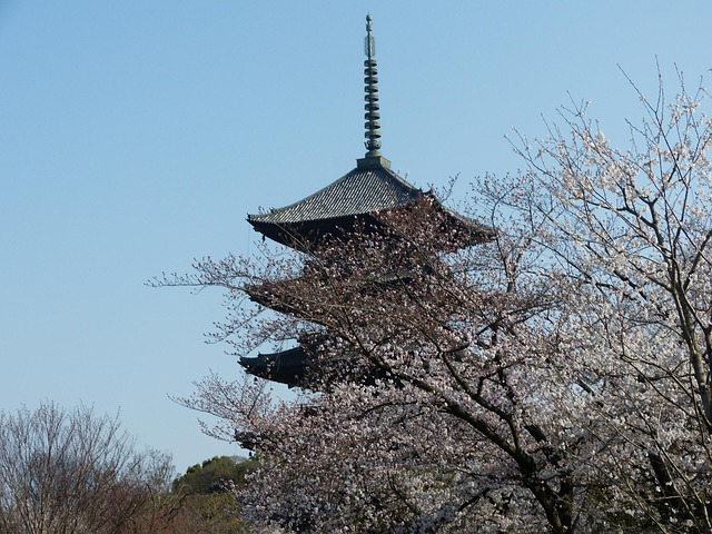 Free Five-Storied Pagoda Cherry Blossoms photo and picture