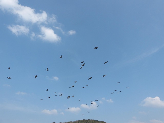 Free Blue Sky Dove photo and picture