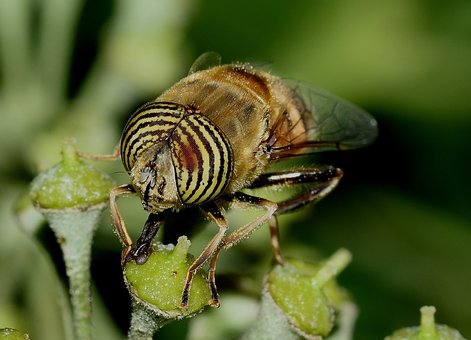 100+ Free Diptera & Insect Images - Pixabay
