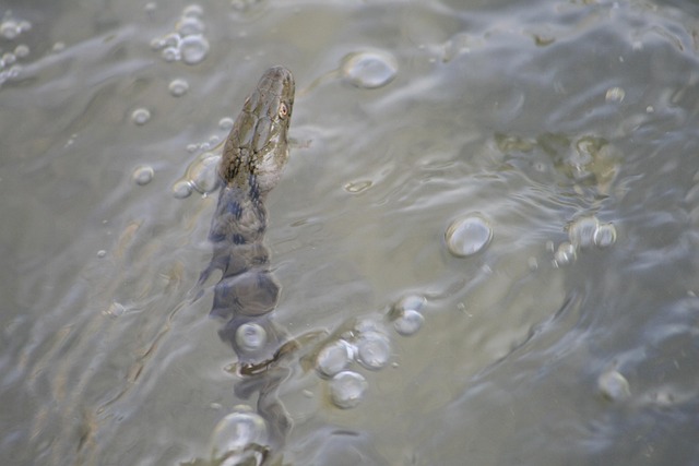 lake, nature, water, reptile, funicular, swimming