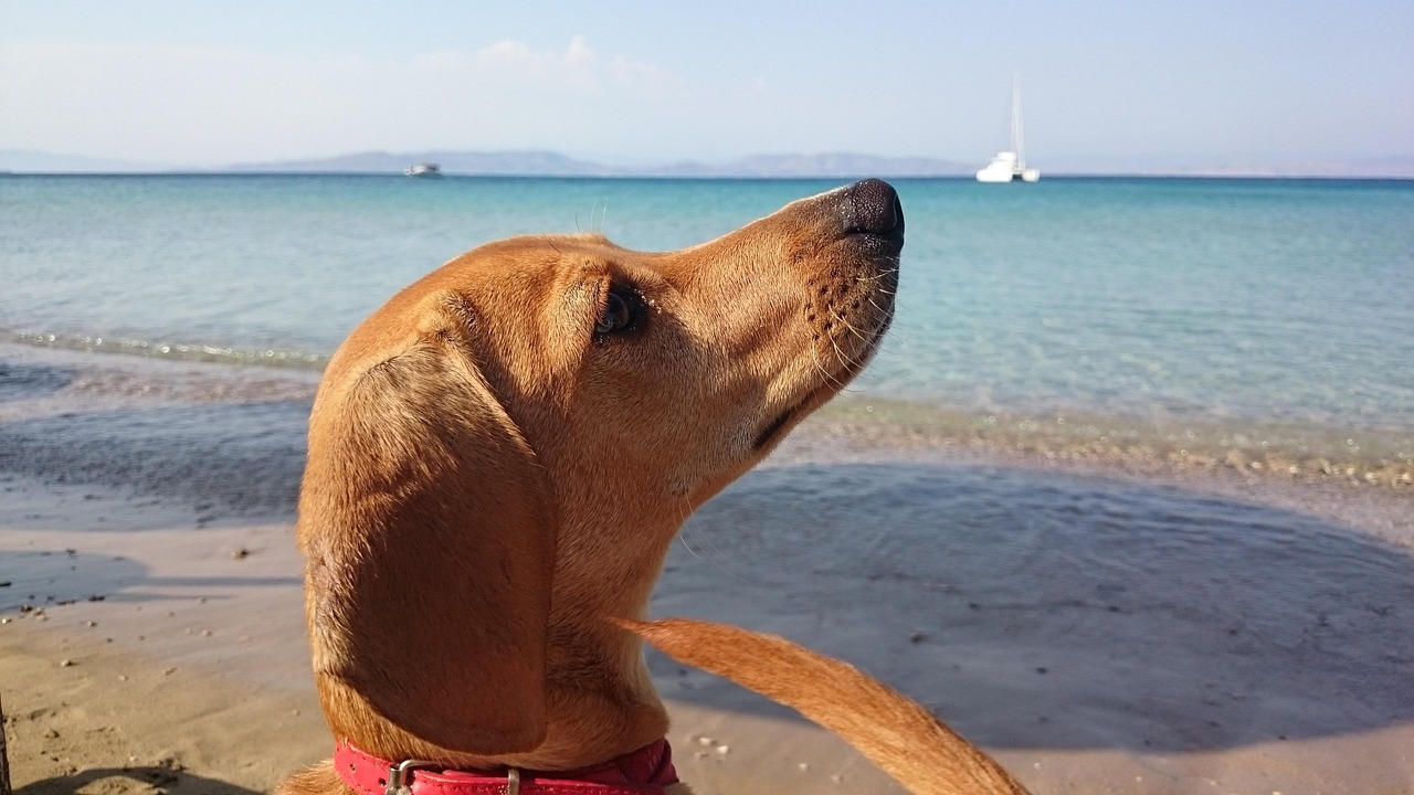 100+ Free 바다 강아지 & Dog Images - Pixabay