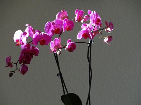 Orchideen, Lila, Blumen