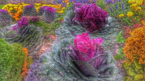 Free Flowers Nature photo and picture