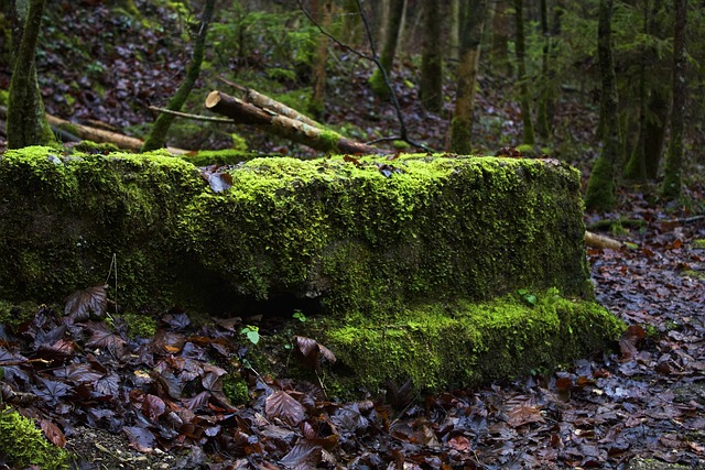 Duitsland, Beieren, Europa, Natuur