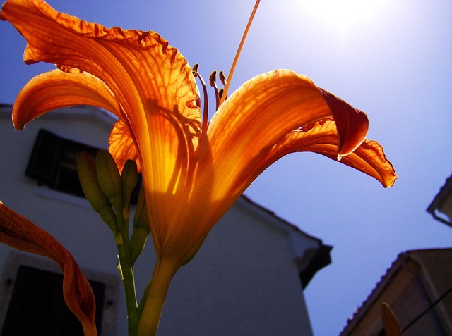 Free Lily Flower photo and picture