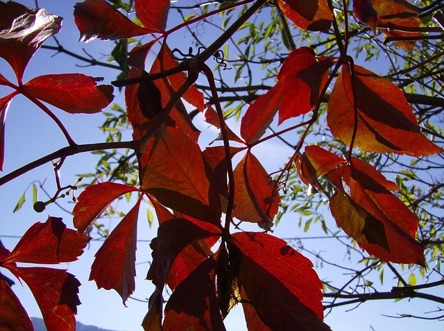 Free Leaves Fall photo and picture