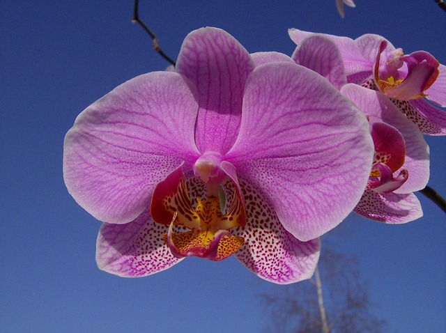 Free Flower Orchid photo and picture