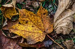 leaves, leaf, forest