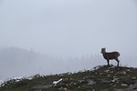 gams, mountains, winter
