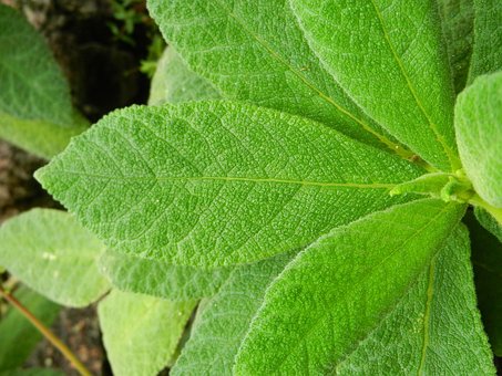 leaf-994411__340.jpg