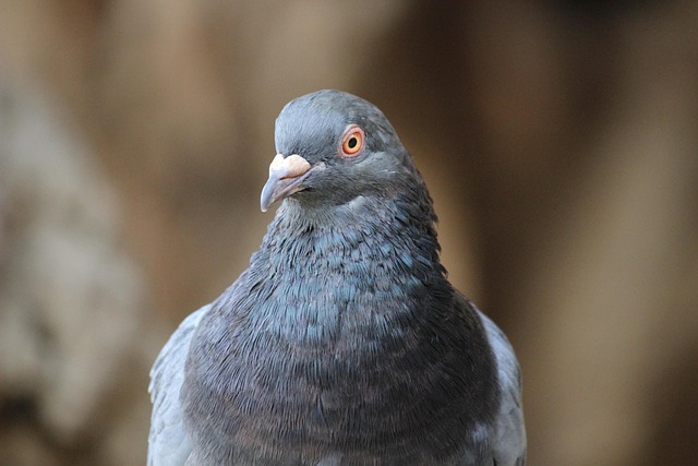 Free Bird Dove photo and picture